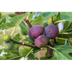 CONFITURE 85% DE FRUITS -  FIGUES EXTRA  360 g
