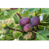 CONFITURE 85% DE FRUITS -  FIGUES EXTRA  360 g