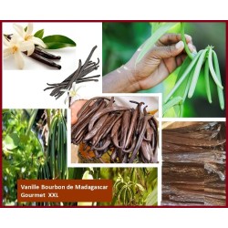 1 Kg - VANILLE BOURBON GRAND CRU DE MADAGASCAR - 15 à 20 cm