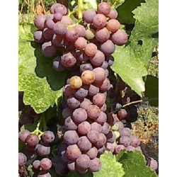 VIN BLANC FILERI NESTOR IGP 2022 / 12% - 75 CL