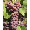 VIN BLANC FILERI NESTOR IGP 2022 / 12% - 75 CL
