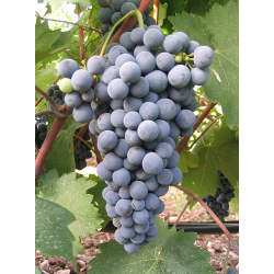 VIN ROUGE SEC MAINALO AGIORGITIKO 2018 75 CL - IGP/AOP