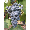VIN ROUGE SEC MAINALO AGIORGITIKO 2018 75 CL - IGP/AOP
