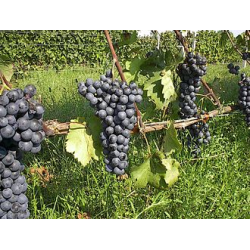 VIN ROUGE SEC MAINALO AGIORGITIKO 2018 75 CL - IGP/AOP