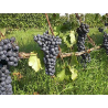 VIN ROUGE SEC MAINALO AGIORGITIKO 2018 75 CL - IGP/AOP