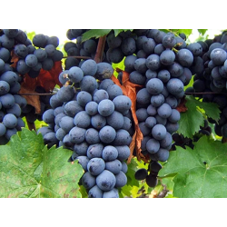 VIN ROUGE SEC XINOMAVRO SIATISTA IGP, 2019