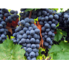 VIN ROUGE SEC XINOMAVRO SIATISTA IGP, 2019