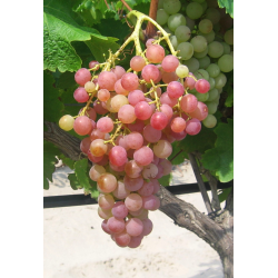VIN  RÉSINÉ BLANC SEC RODITIS , FARÉ, 2023
