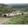 400 g - FETA AOP DES MONTAGNES EN SAUMURE