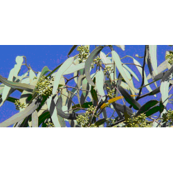 460 g - MIEL TAYGÈTE D'EUCALYPTUS
