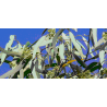 460 g - MIEL TAYGÈTE D'EUCALYPTUS