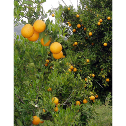 CONFITURE 85% DE FRUITS  - ORANGES EXTRA 360 g