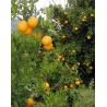 CONFITURE 85% DE FRUITS  - ORANGES EXTRA 360 g