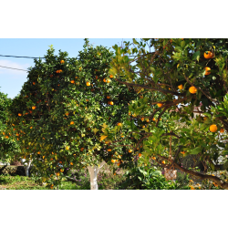 CONFITURE 85% DE FRUITS  -  MANDARINES EXTRA 360 g