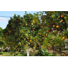 CONFITURE 85% DE FRUITS  -  MANDARINES EXTRA 360 g