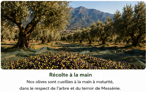 Olives de Kalamata